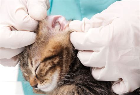 Cat Ear Hematoma Surgery Recovery Hilario Mangum