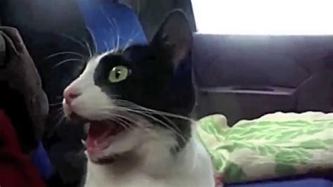 Top Funniest Cat Videos YouTube