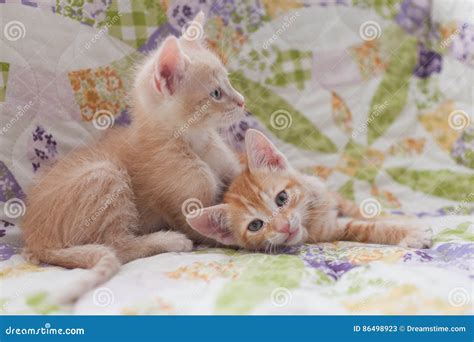 Two Orange Tabby Kittens Laying On A Quilt Stock Image Image Of Young