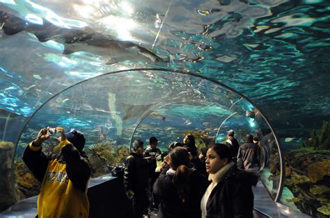 Tourism Tennessee Aquarium