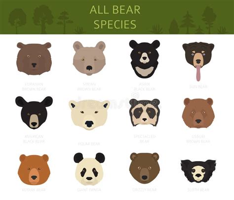 All World Bear Species In One Set Bears Collection Stock Vector