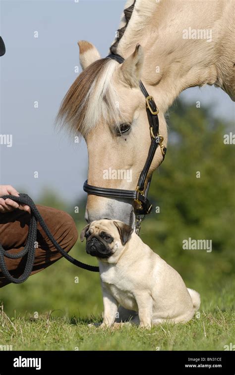 Horse And Pug Stock Photo Alamy