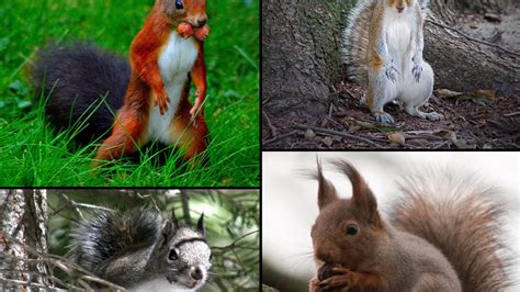 Squirrels In Nc Come In All Shapes And Sizes Critter Control