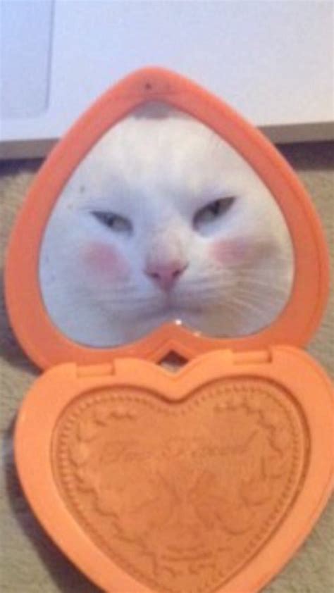 A White Cat Looking At Its Own Reflection In A Compact Mirror With An