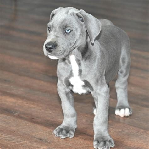 Blue A Blue Male Great Dane Puppy 636545 Puppyspot