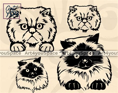 Himalayan Cat Svg Files For Cricut Pet Clipart Download Png Etsy