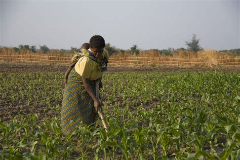 Agricultura Ainda é Feita à Mão Em 98 Por Cento Dos Terrenos De Cultivo