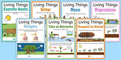 Natural Science For 5 And 6 5º Unit 1 Living Things
