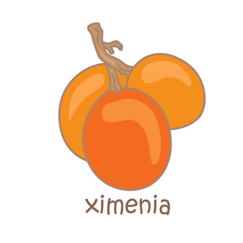 Alphabet X For Ximenia Vocabulary School Lesson Reading Cartoon