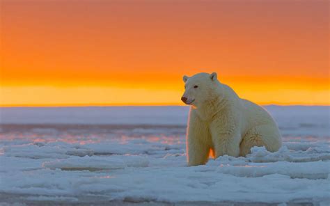 200 Polar Bear Wallpapers