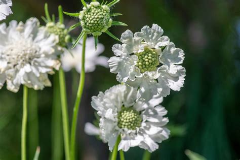 Skabiose Perfecta Weiß Scabiosa Caucasica Perfecta Alba Günstig Kaufen