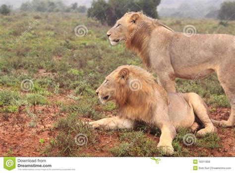 Two Wild African Male Lions Stock Photo Image Of