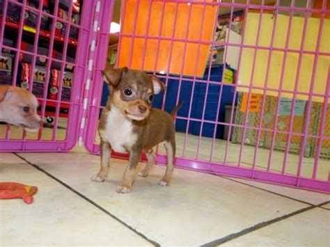 Charlotte, nc (cha) charlottesville, va. Chihuahua, Puppies, Dogs, For Sale, In Charlotte, North ...