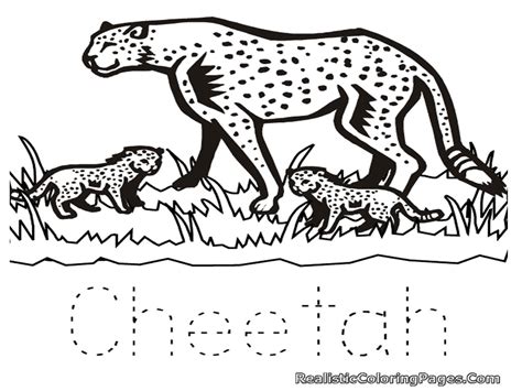 Easy Cheetah Drawing at GetDrawings | Free download