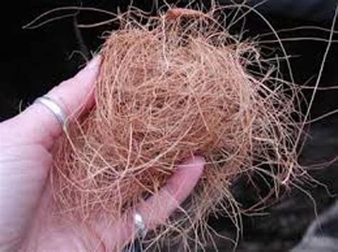 Worker man open coconut s stock fooe 100 royalty 1029354863 shutterstock. 500 g COCONUT HUSK FOR PLANTS FLOWER (end 2/25/2019 3:15 PM)