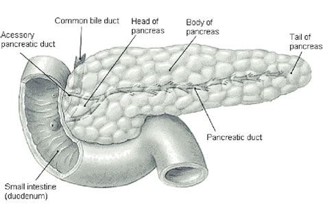 Anatomy Of The Pancreas Download Scientific Diagram