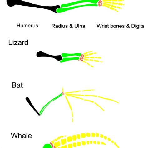 Formation Of The Vertebrate Limb