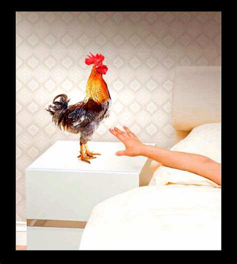 Monday Morning Wake Up Call Hen Chicken Rooster Chickens