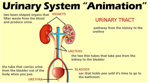 Urinary System Biology Animation Youtube