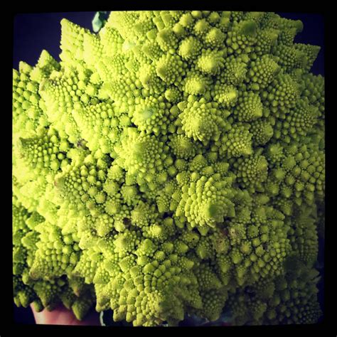 Romanesco Broccoli The Edible Flower Bud Of The Species Brassica