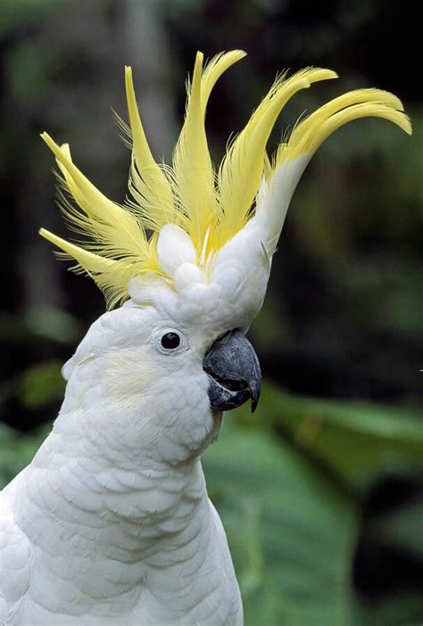 Beautiful White Parrots