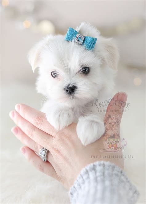 Adorable Maltese Here Teacup Puppies And Boutique