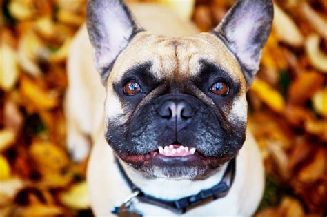 Great French Bulldog Smile In 2023 Check It Out Now Bulldogs