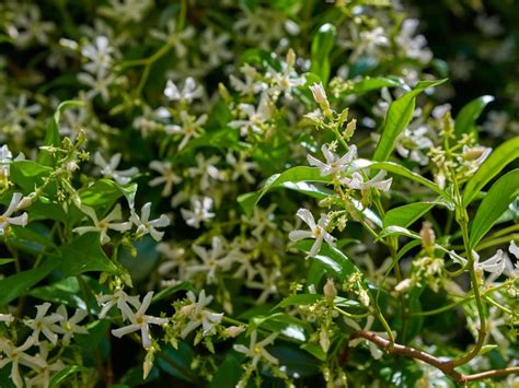 Annabelle Bertles Fragrant White Flowering Trees Identification