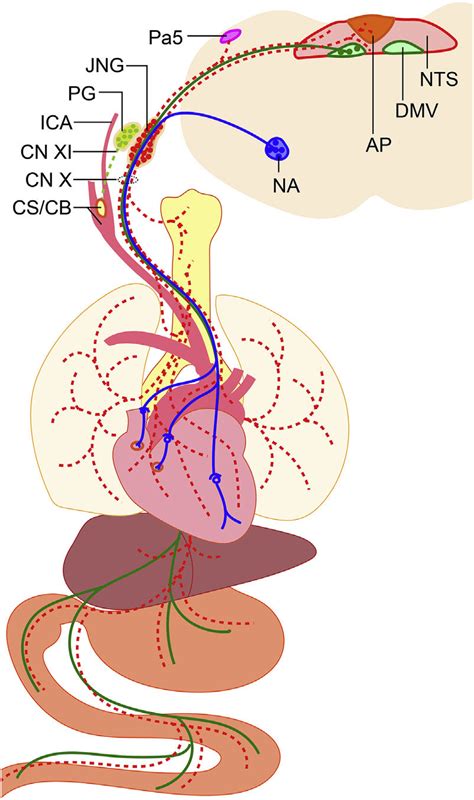 Schematic Overview Of The Vagus Nerve System Download Scientific Diagram