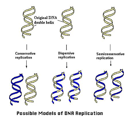Replication Of DNA The A Level Biologist Your Hub
