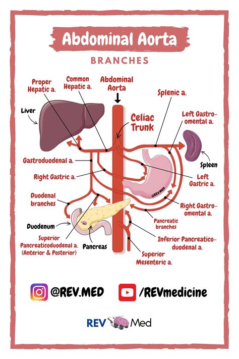 Abdominal Aorta Rev Med Human Anatomy Diagrams For Reference