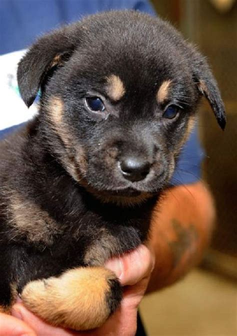 Rott Lab Mix Puppies All About The Sweet Handsome Rottweiler Lab Mix