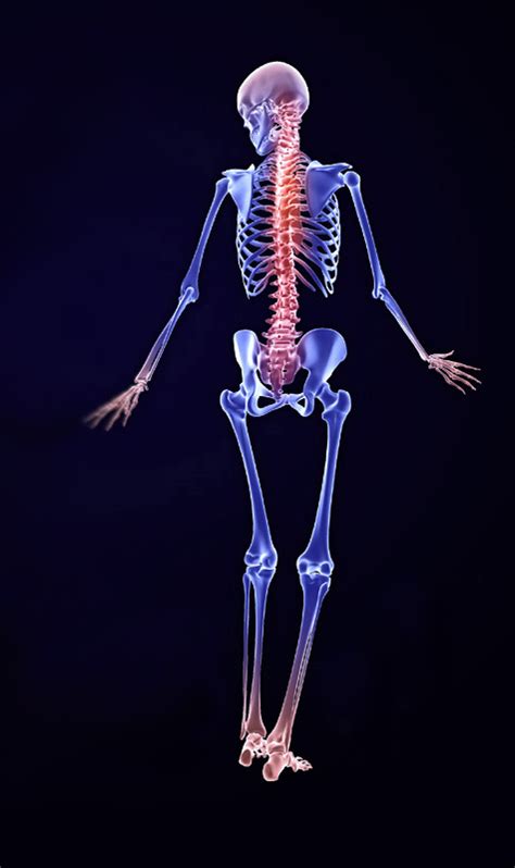Female Back Bones Diagram Labeled Skeletal System Diagram Human Skeletal System So Check