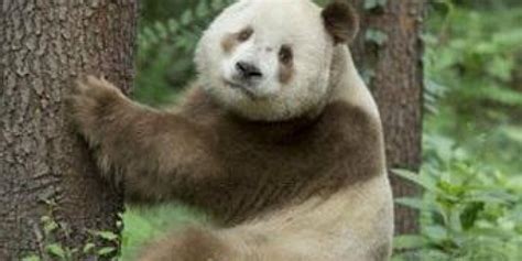 Découvrez Qizai Lunique Panda Brun Du Monde