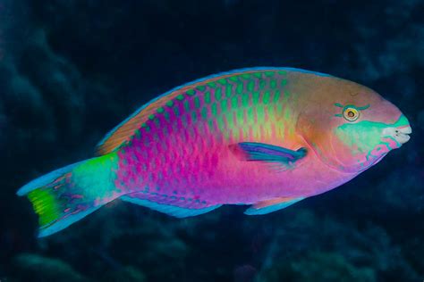 Parrotfish Facts That Will Make Them Your New Favorite Animal