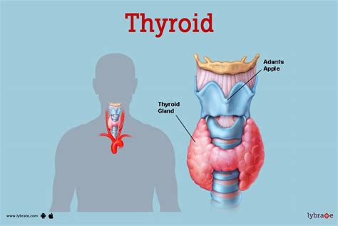 Throid Human Anatomy Picture Function Diseases Tests And Treatments
