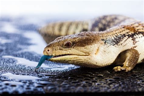 What Do Blue Tongue Skinks Eat Diet And Health Facts Pet Keen