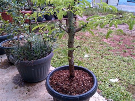 Pokok bonsai untuk dijual ada beberapa koleksi bonsai ketegori menarik untuk dijual. Blog Tempat berbagi hobi bonsai: Multi Manfaat Buah, Biji ...