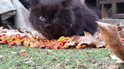 Newborn Feral Kitten Having Breakfast While Mom Watches Youtube