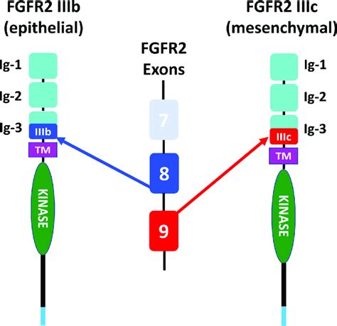 alternative splicing and expression pattern of fgfr2 alternative download scientific diagram