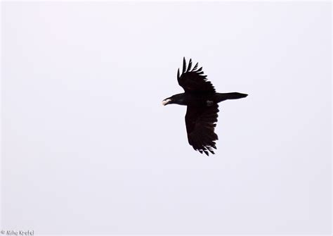 Common raven stealing eggs | Common raven Corvus corax ...