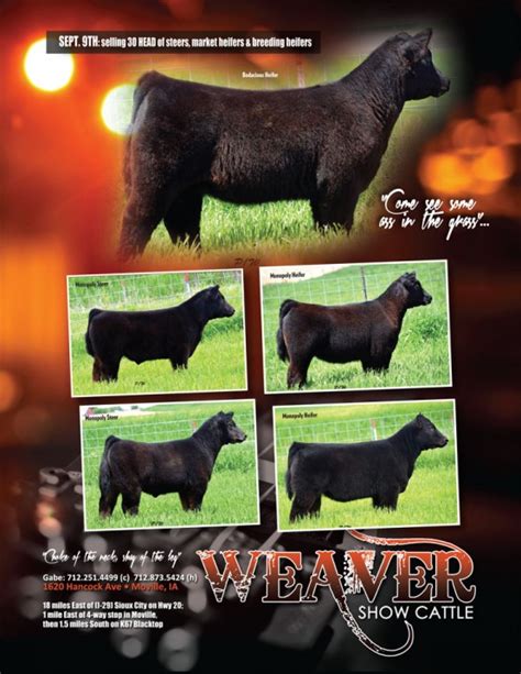 Weaver Show Cattle Selling Lautner Sired Calves Sept 9th Lautner Farms