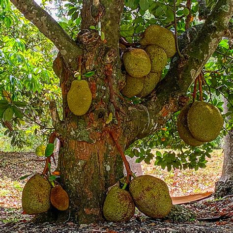 Jackfruit Brooks Tropicals