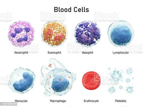 Blood Cells Series Neutrophils Eosinophils Basophils Lymphocytes