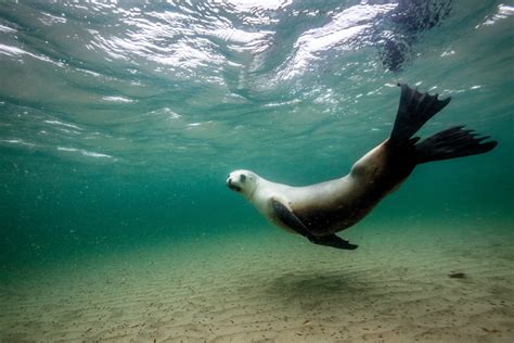 Whats Killing The Sea Lions New Zealand Geographic