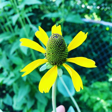 Giant Coneflower Rudbeckia Maxima