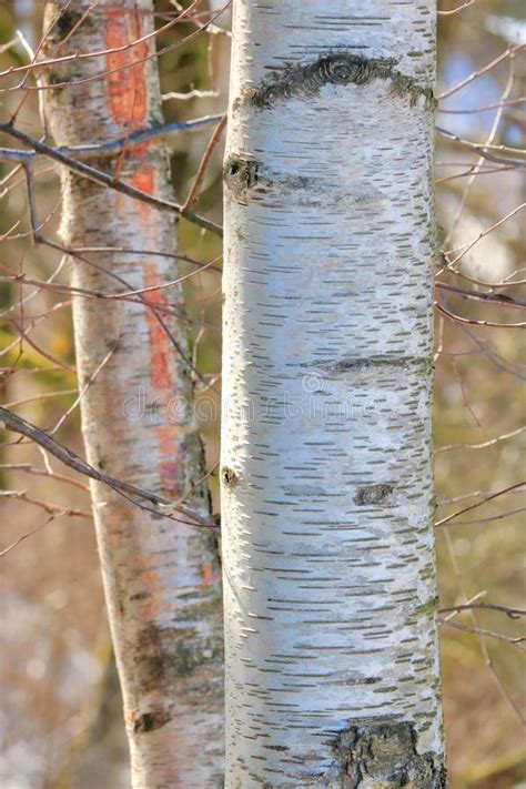 Closeup Of Birch Tree Bark Stock Image Image Of Tree 140407521