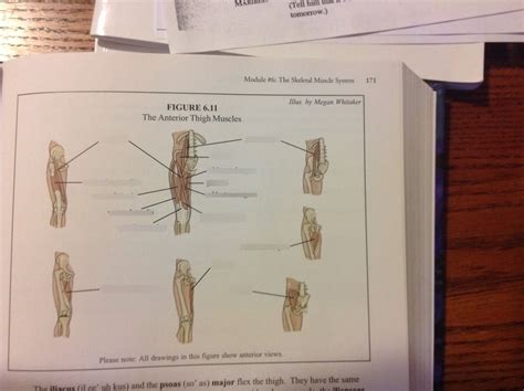 The Anterior Thigh Muscles Diagram Quizlet