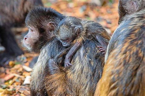 Rare Baby Monkey Born At Dudley Zoo Express And Star