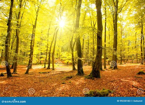 Autumn Forest With Sun Beam Stock Image Image Of Fall Mist 99230183